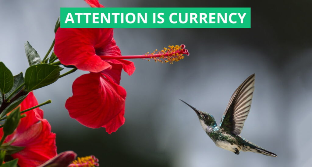 copertina dell'articolo "l'attenzione è la nuova valuta" raffigurante un colibrì in volo